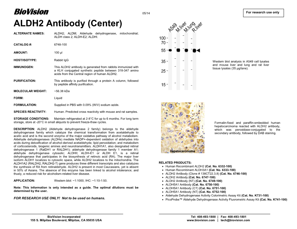 ALDH2 Antibody (Center)