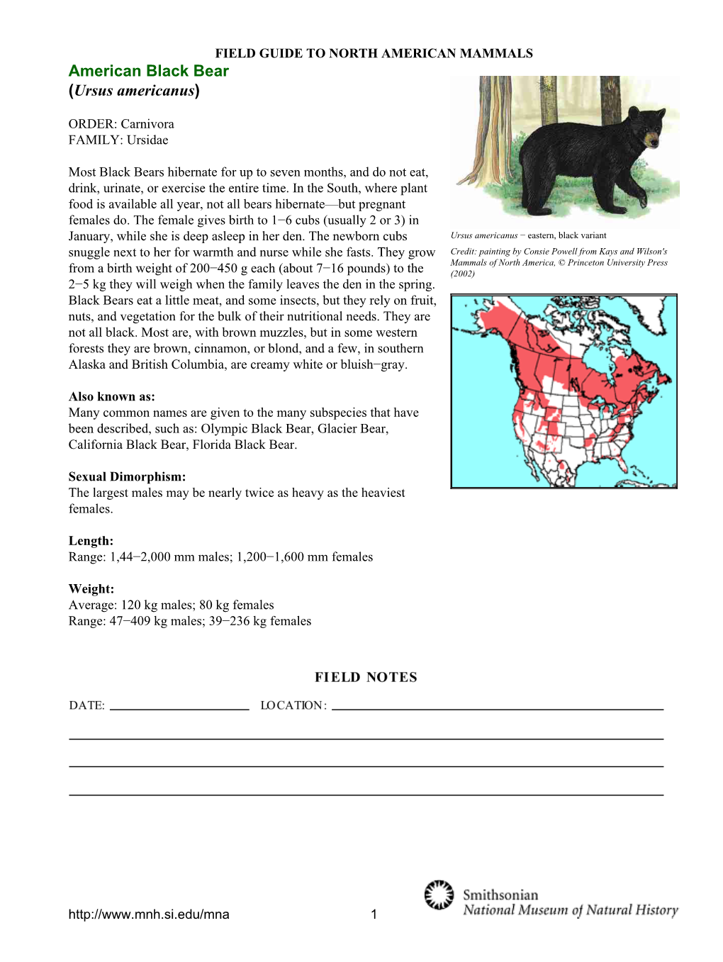 American Black Bear (Ursus Americanus)