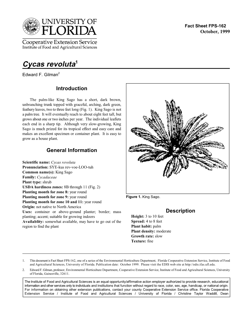 Cycas Revoluta1