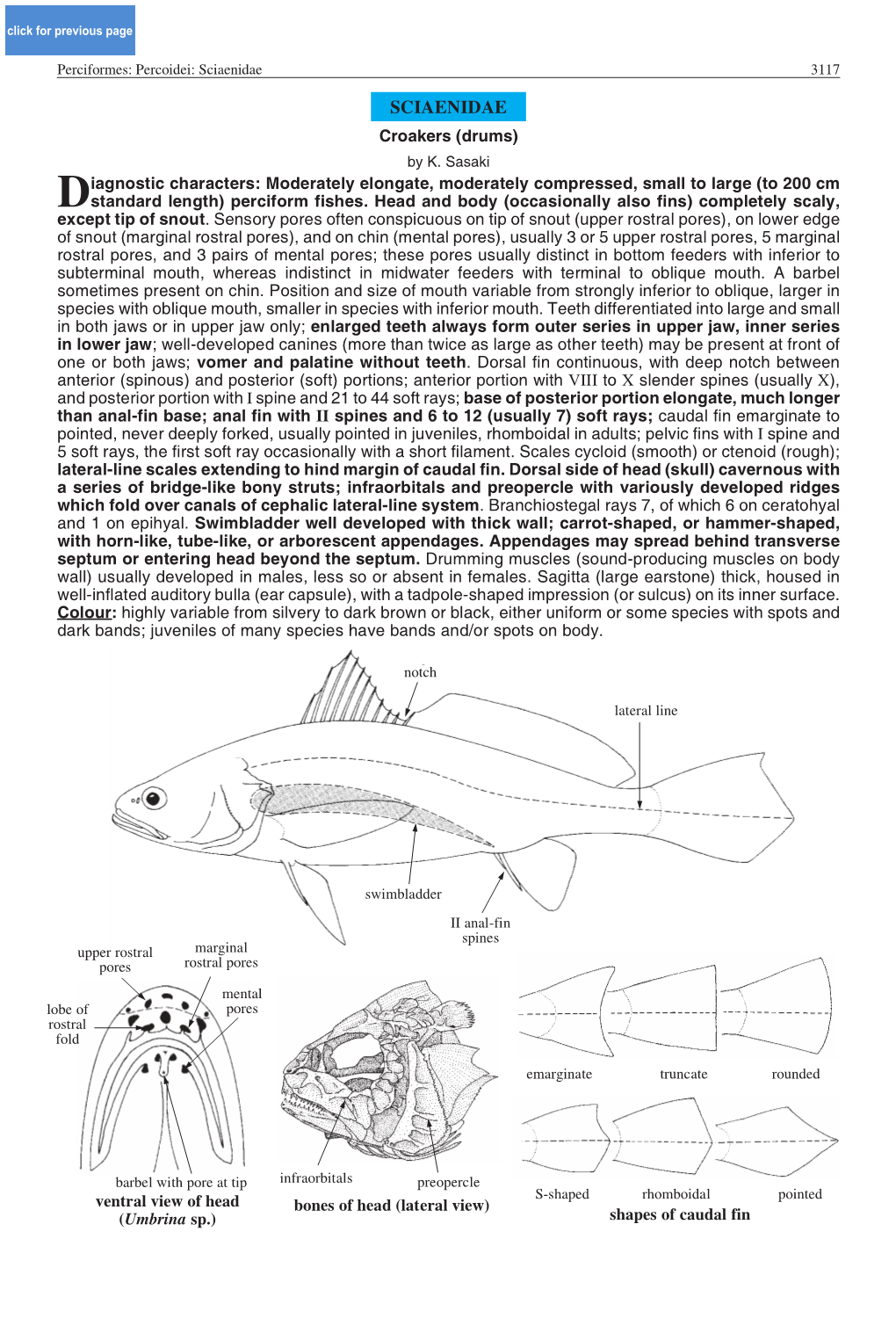 Sciaenidae 3117