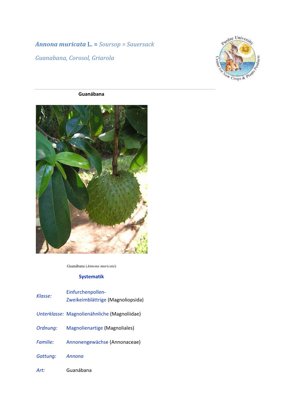 Annona Muricata L. = Soursop = Sauersack Guanabana, Corosol