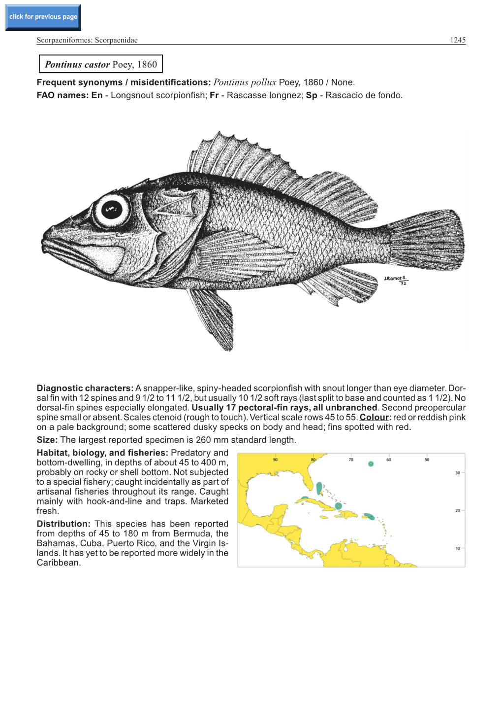 Pontinus Castor Poey, 1860 Frequent Synonyms / Misidentifications: Pontinus Pollux Poey, 1860 / None