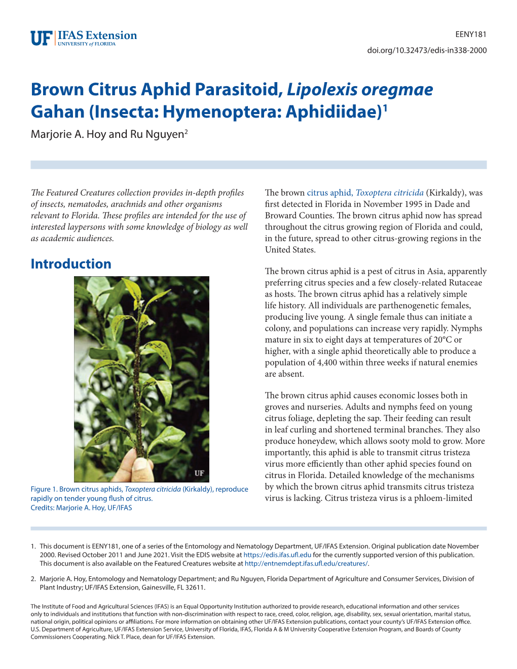 Brown Citrus Aphid Parasitoid, Lipolexis Scutellaris Mackauer