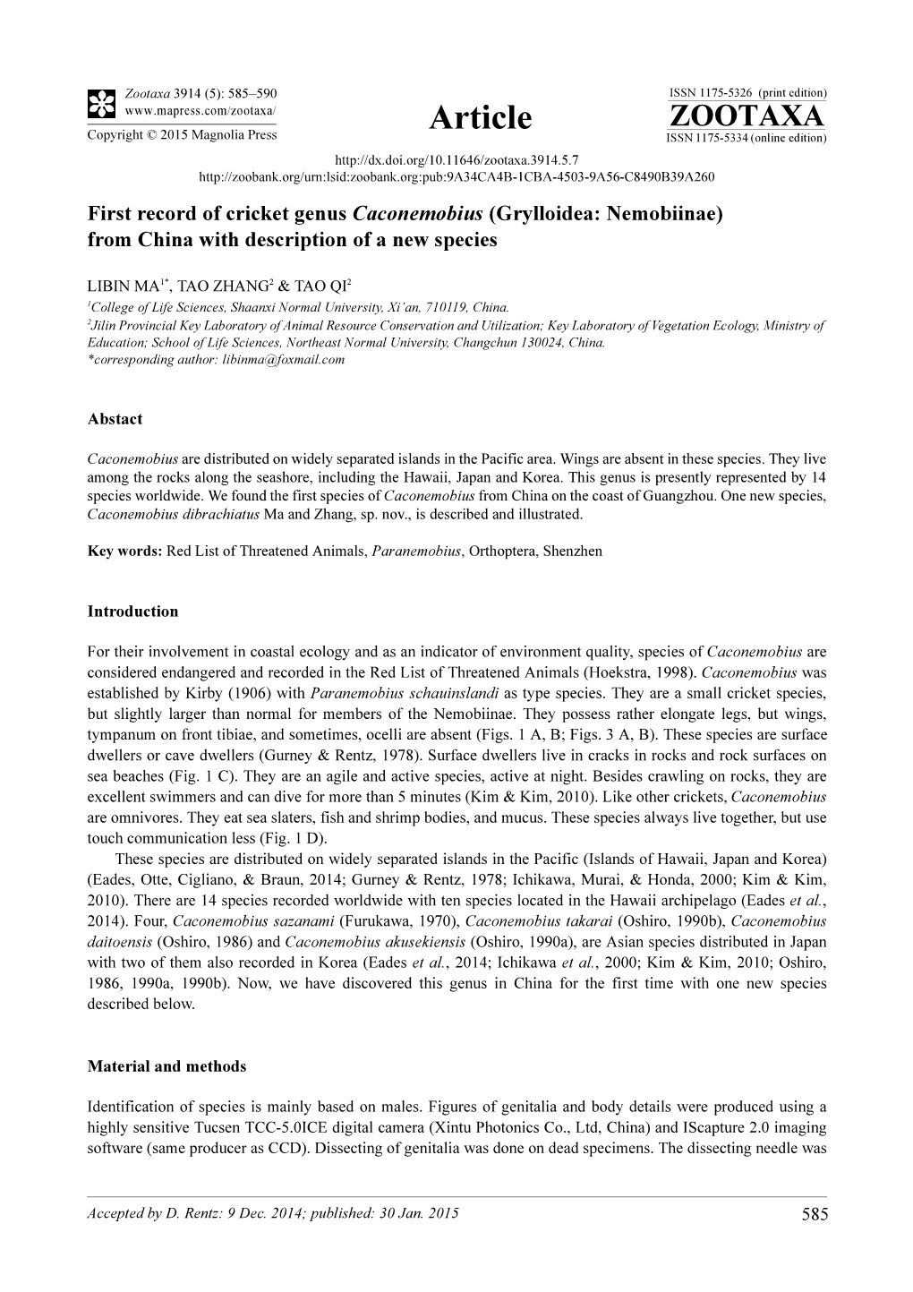 First Record of Cricket Genus Caconemobius (Grylloidea: Nemobiinae) from China with Description of a New Species