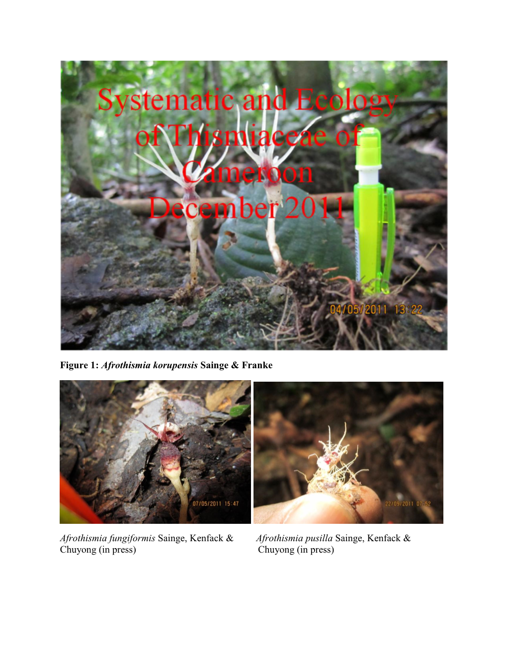 Figure 1: Afrothismia Korupensis Sainge & Franke Afrothismia