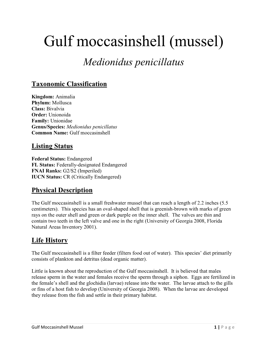 Gulf Moccasinshell (Mussel)