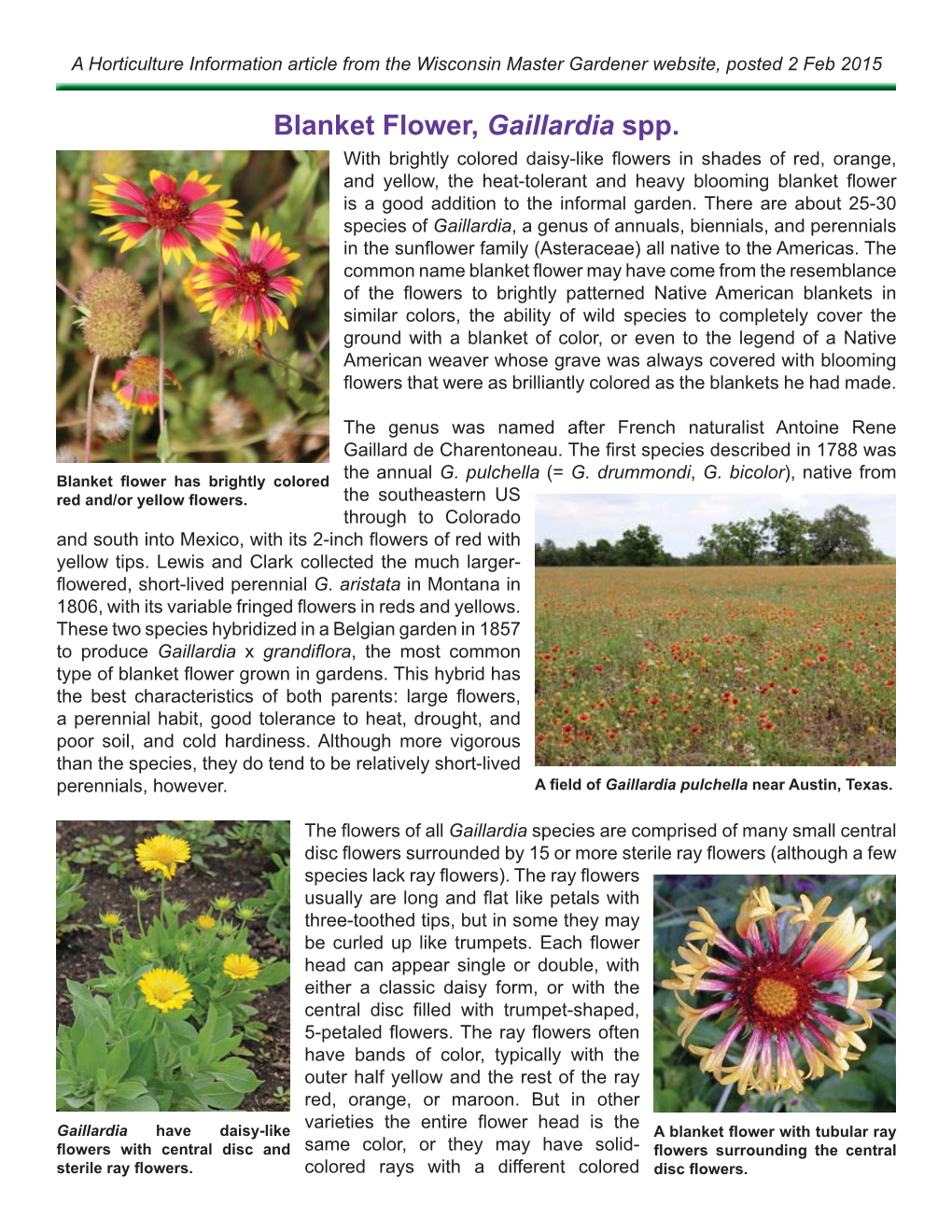 Blanket Flower, Gaillardia Spp