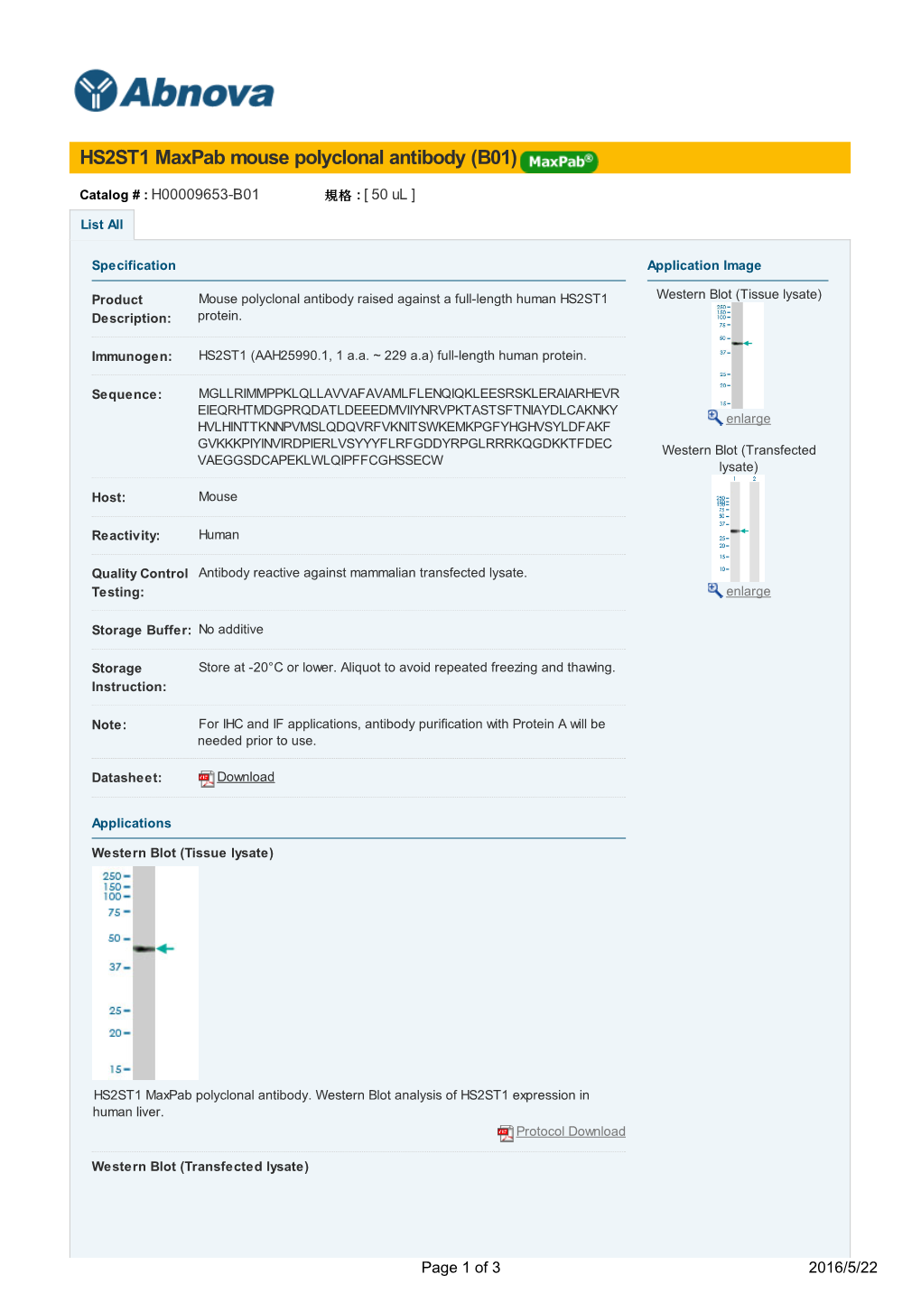 HS2ST1 Maxpab Mouse Polyclonal Antibody (B01)