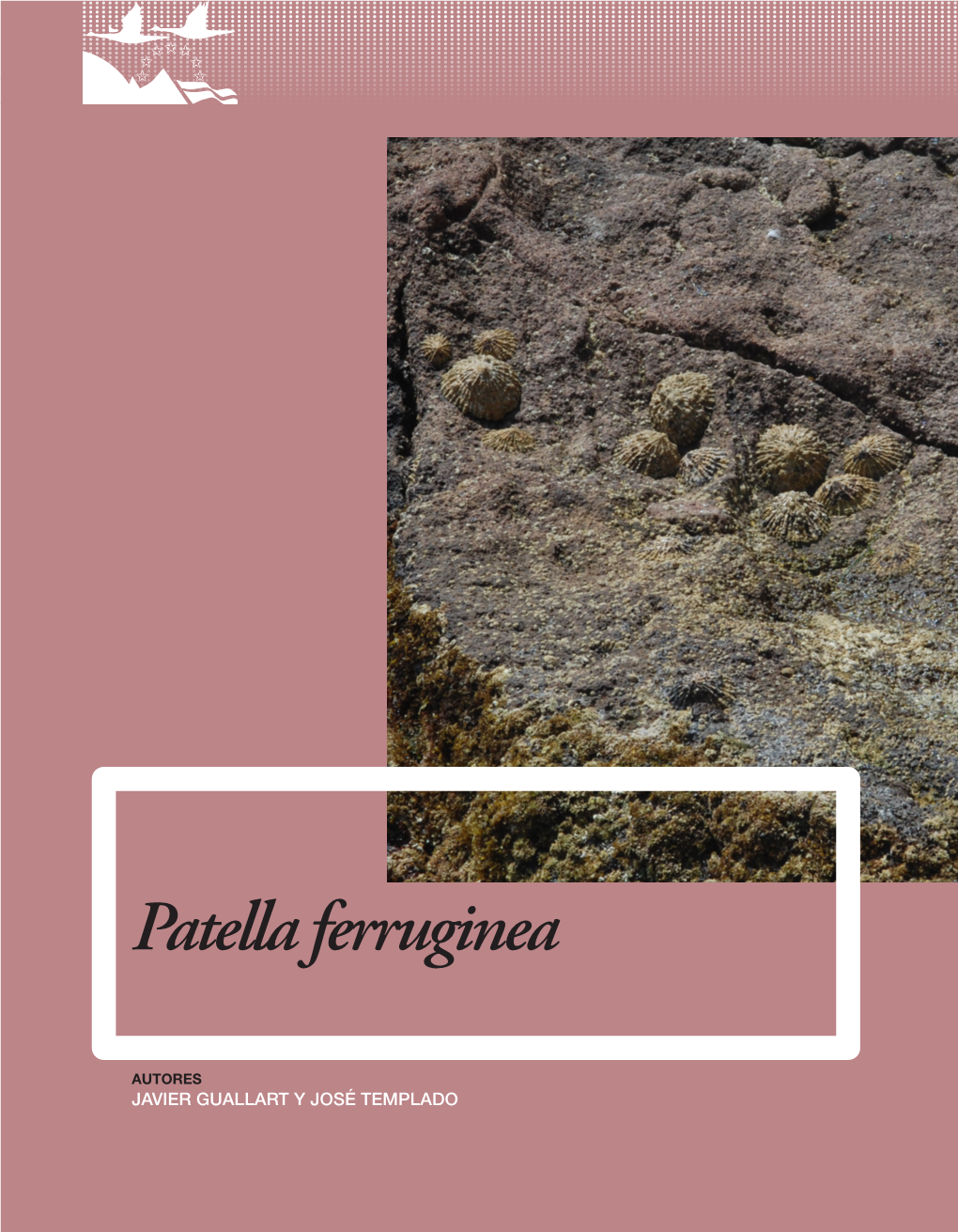 Patella Ferruginea