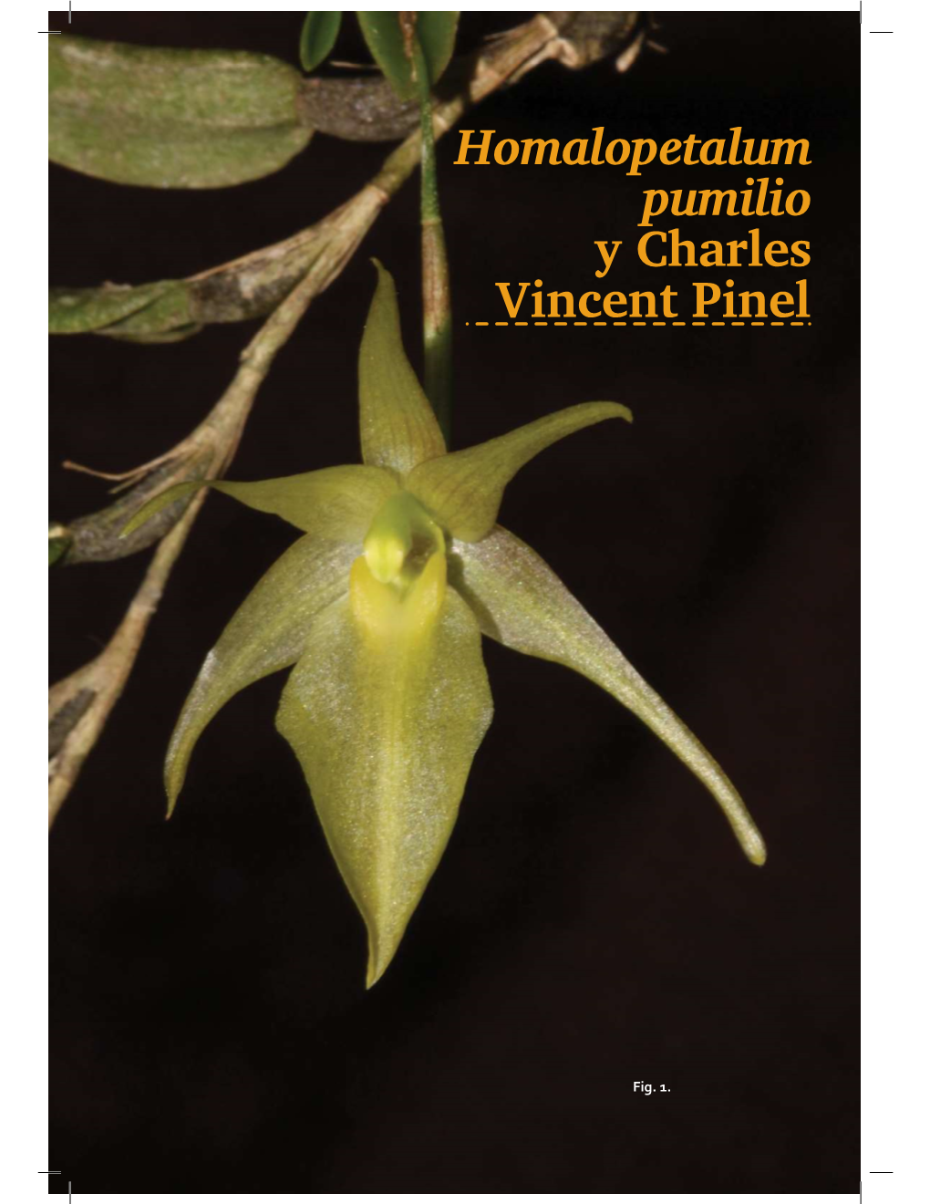 Homalopetalum Pumilio Y Charles Vincent Pinel