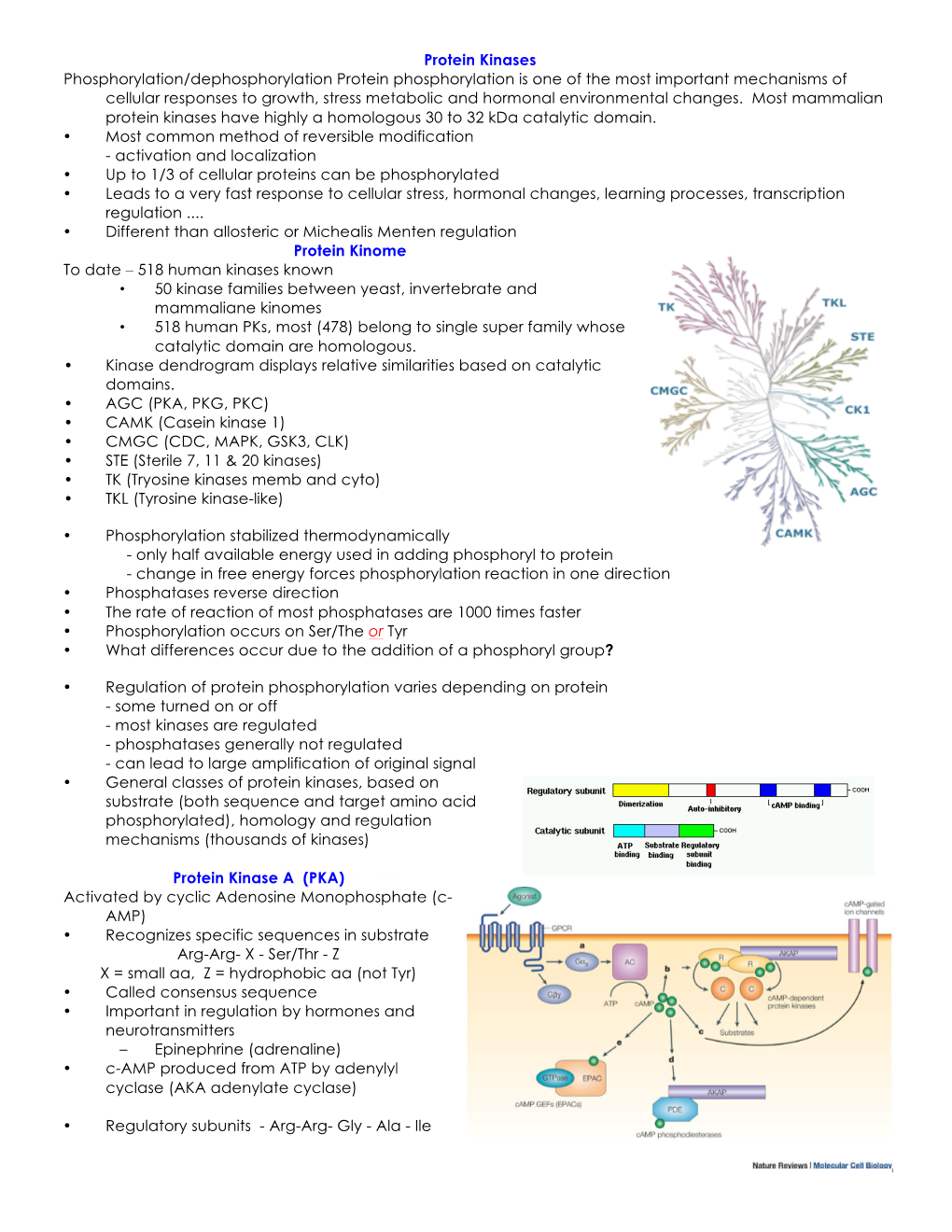 Protein Kinases Phosphorylation/Dephosphorylation Protein Phosphorylation Is One of the Most Important Mechanisms of Cellular Re