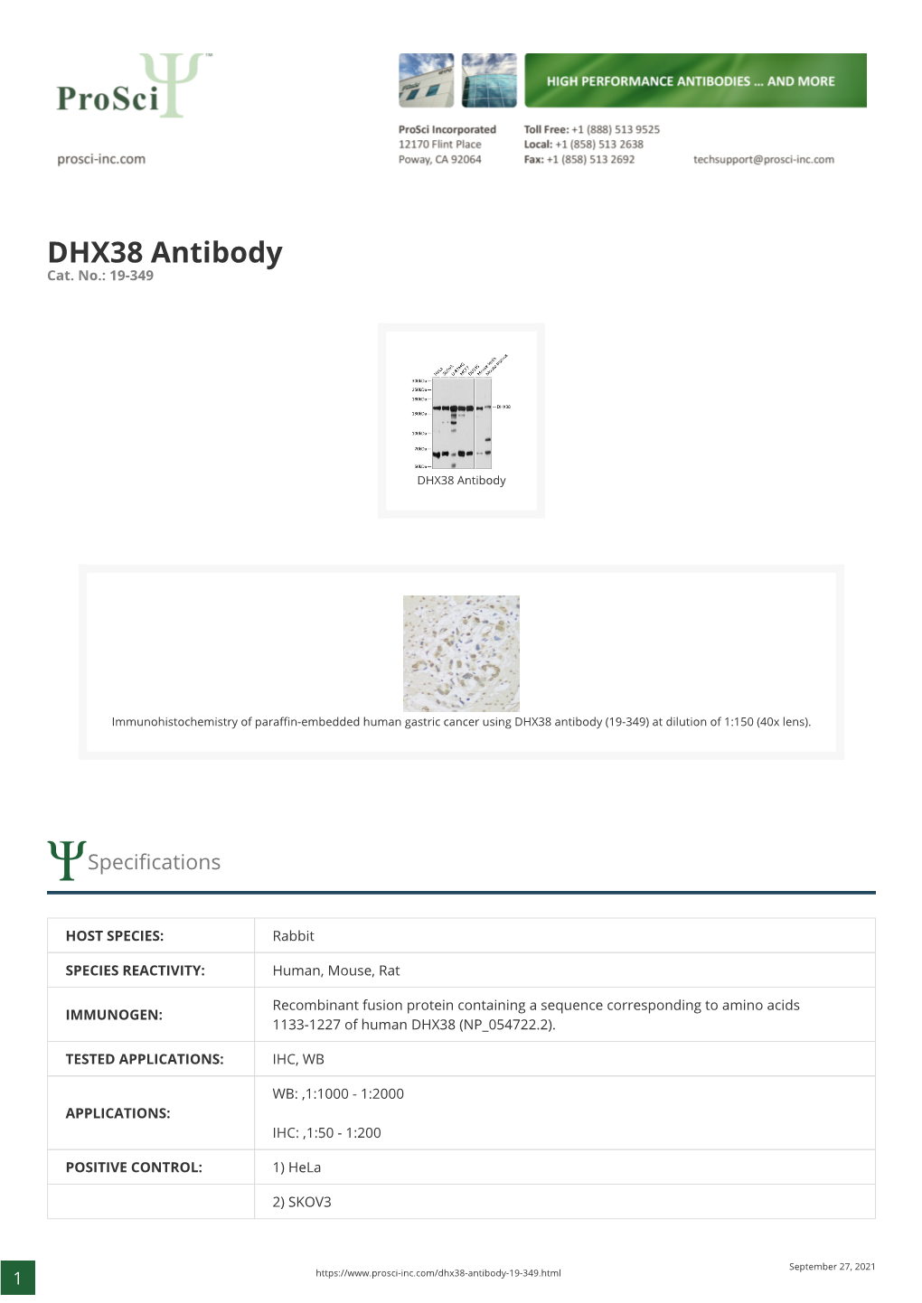 DHX38 Antibody Cat