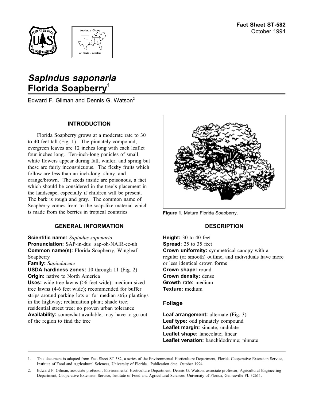 Sapindus Saponaria Florida Soapberry1 Edward F