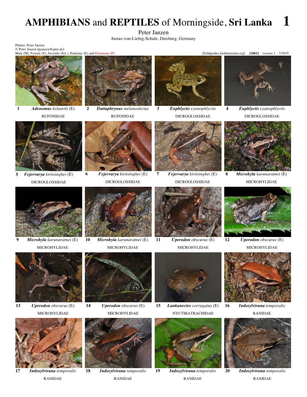 AMPHIBIANS and REPTILES of Morningside, Sri Lanka