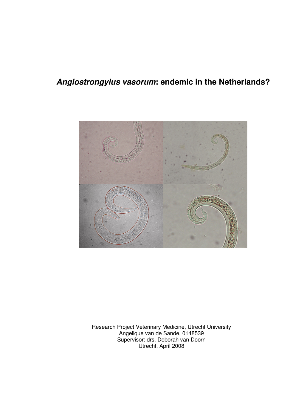 Angiostrongylus Vasorum : Endemic in the Netherlands?