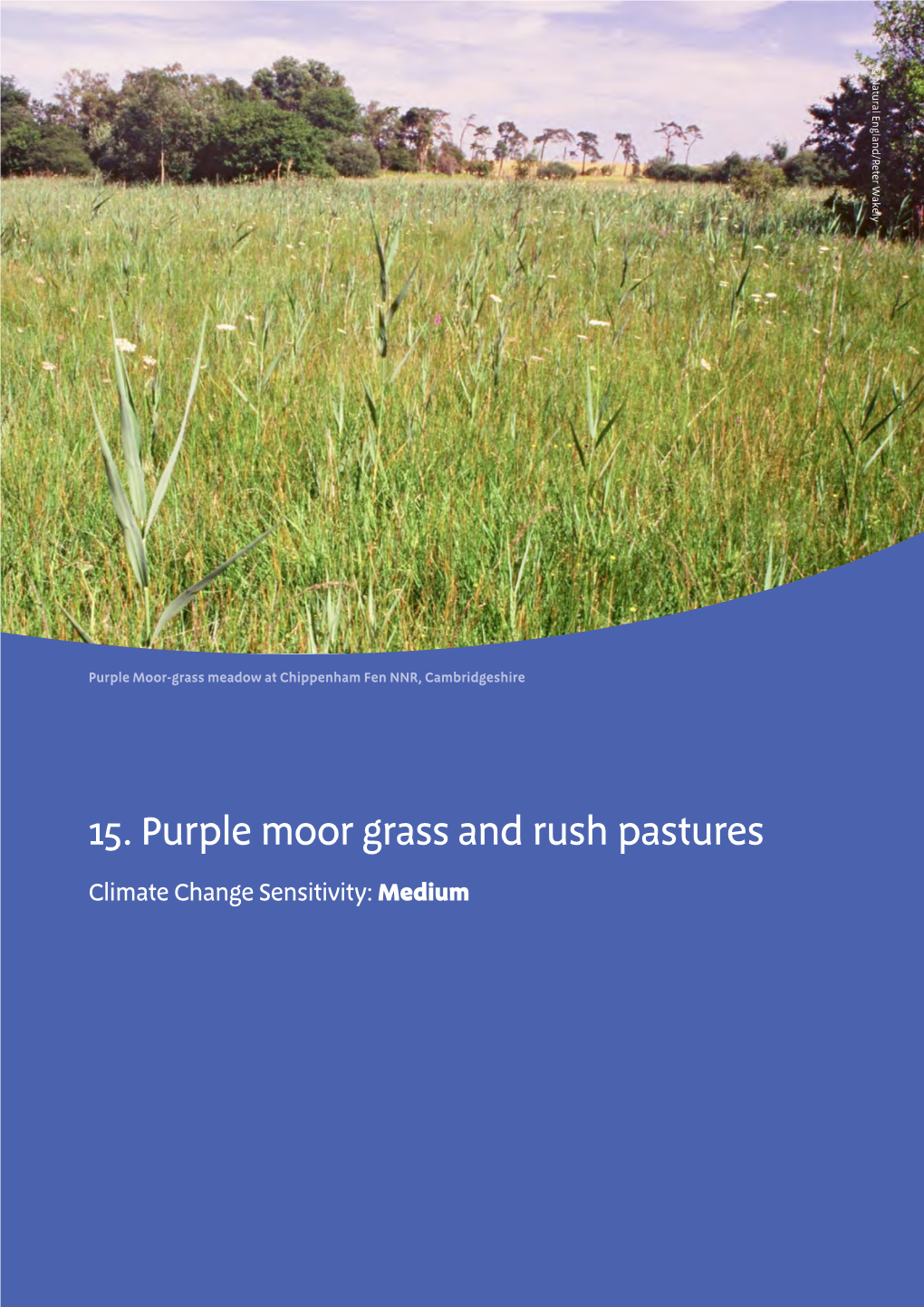 15. Purple Moor Grass and Rush Pastures