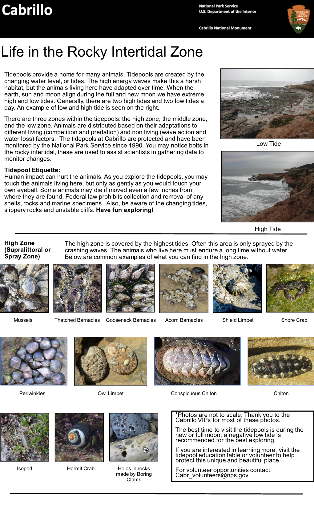 Life in the Intertidal Zone