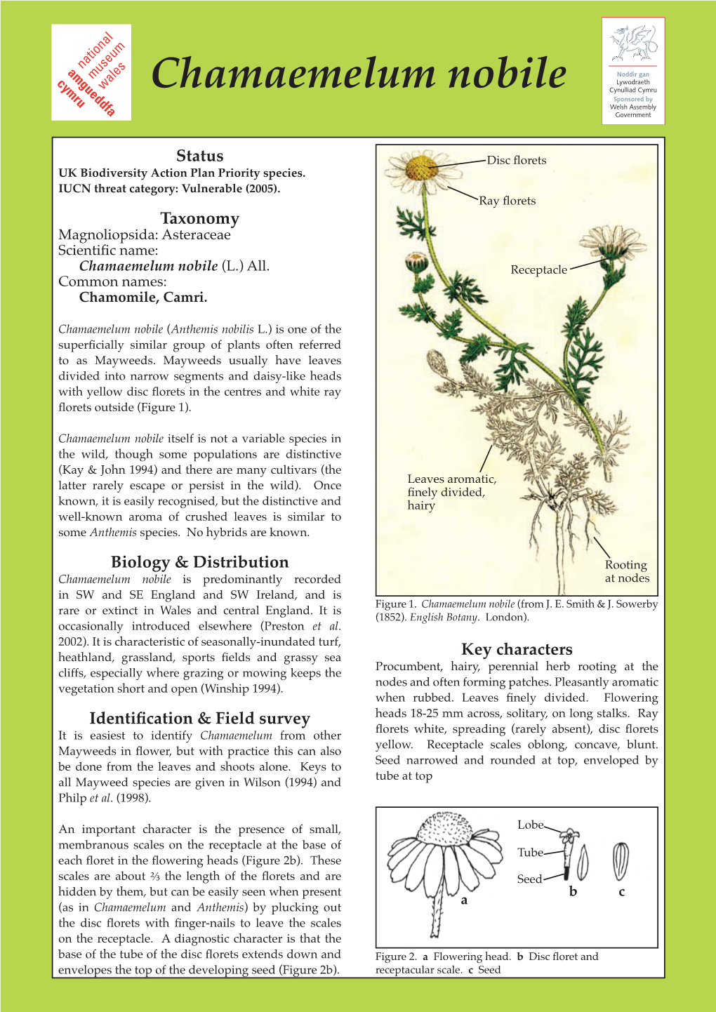 Chamaemelum Nobile