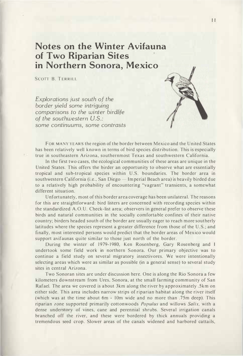 Notes on the Winter Avifauna of Two Riparian Sites in Northern Sonora, Mexico