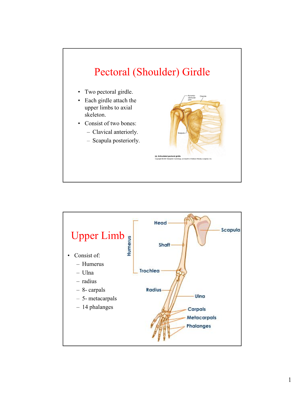 Pectoral (Shoulder) Girdle Upper Limb