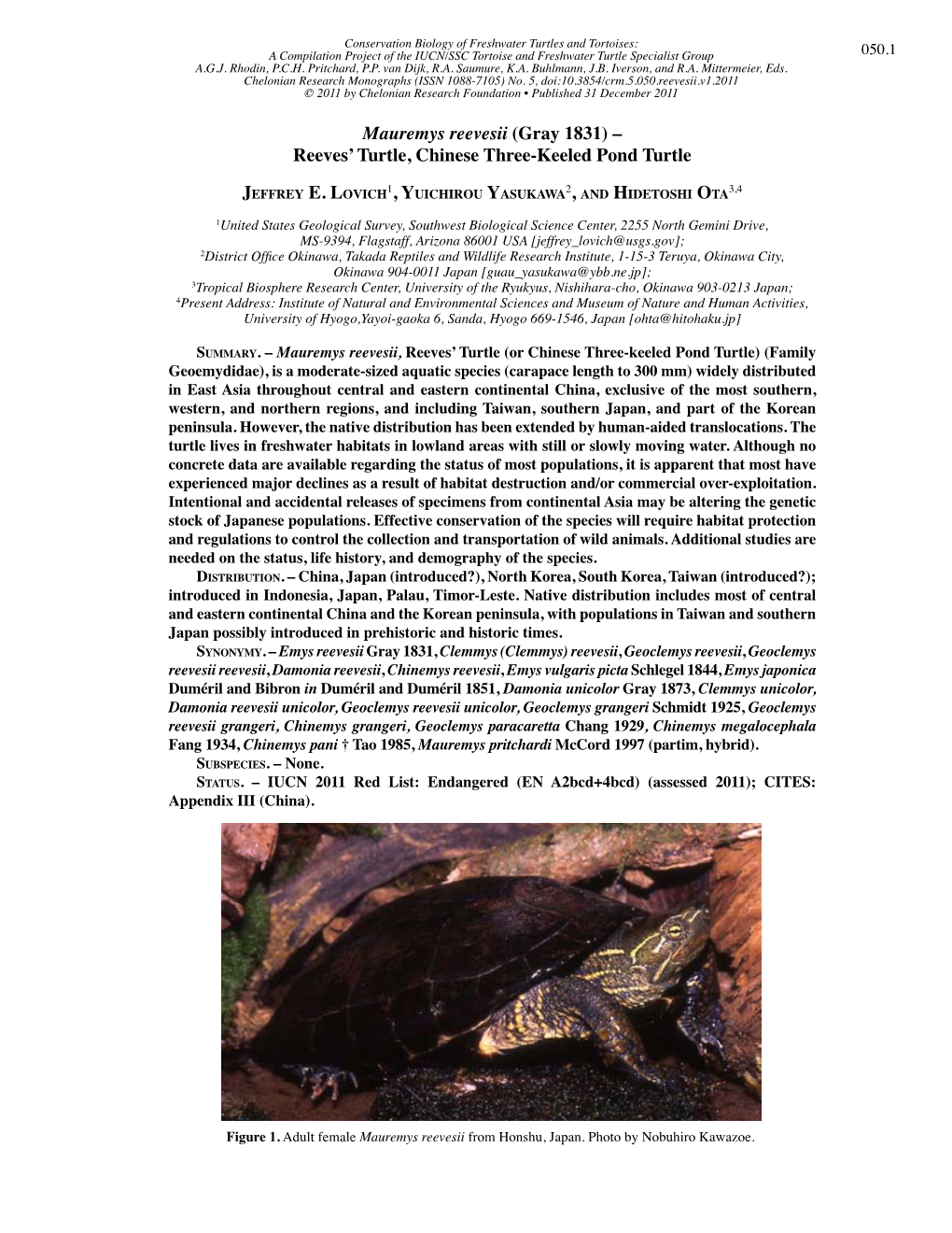 Mauremys Reevesii (Gray 1831) – Reeves’ Turtle, Chinese Three-Keeled Pond Turtle