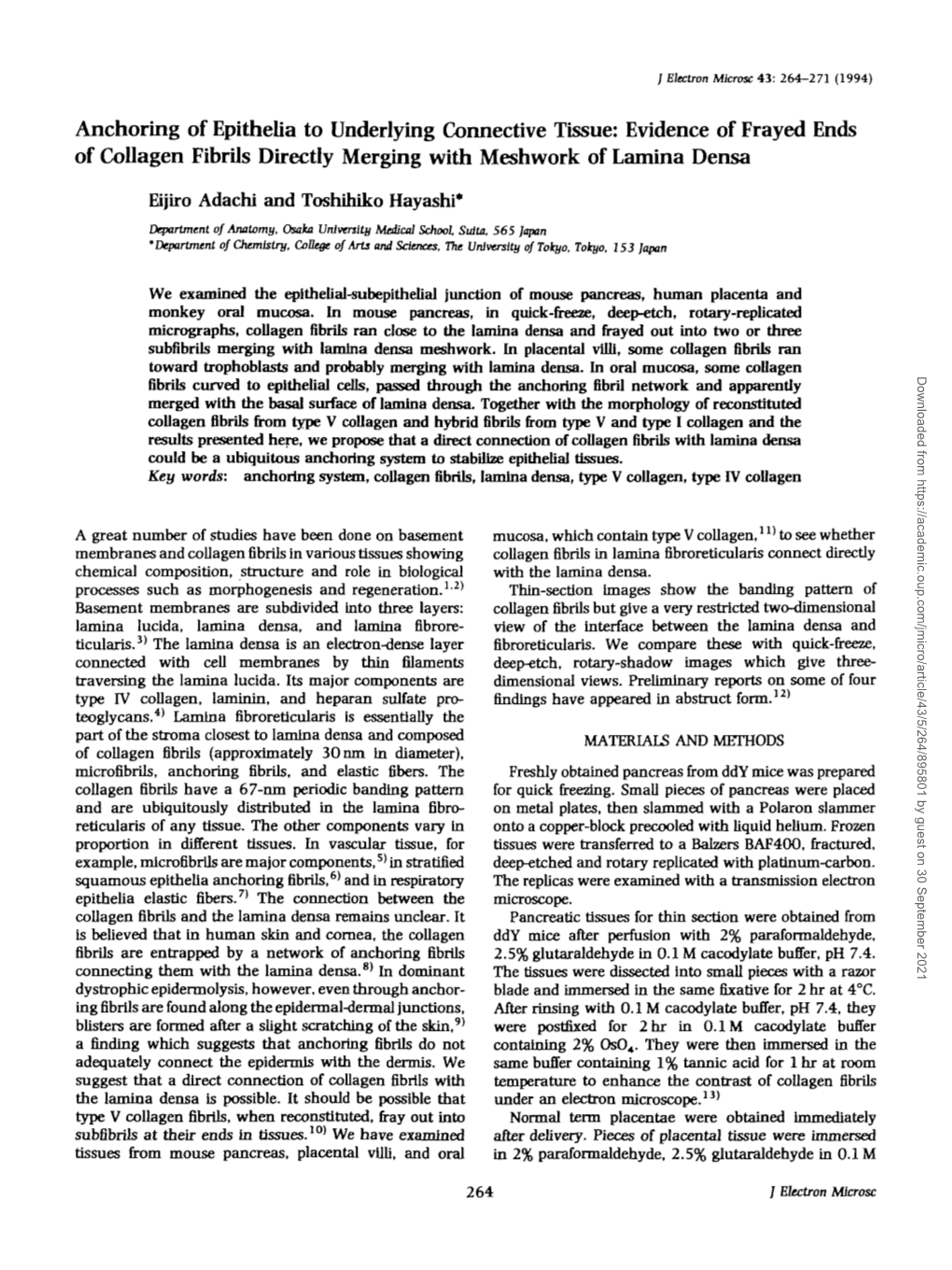 Anchoring of Epithelia to Underlying Connective Tissue: Evidence of Frayed Ends of Collagen Fibrils Directly Merging with Meshwork of Lamina Densa