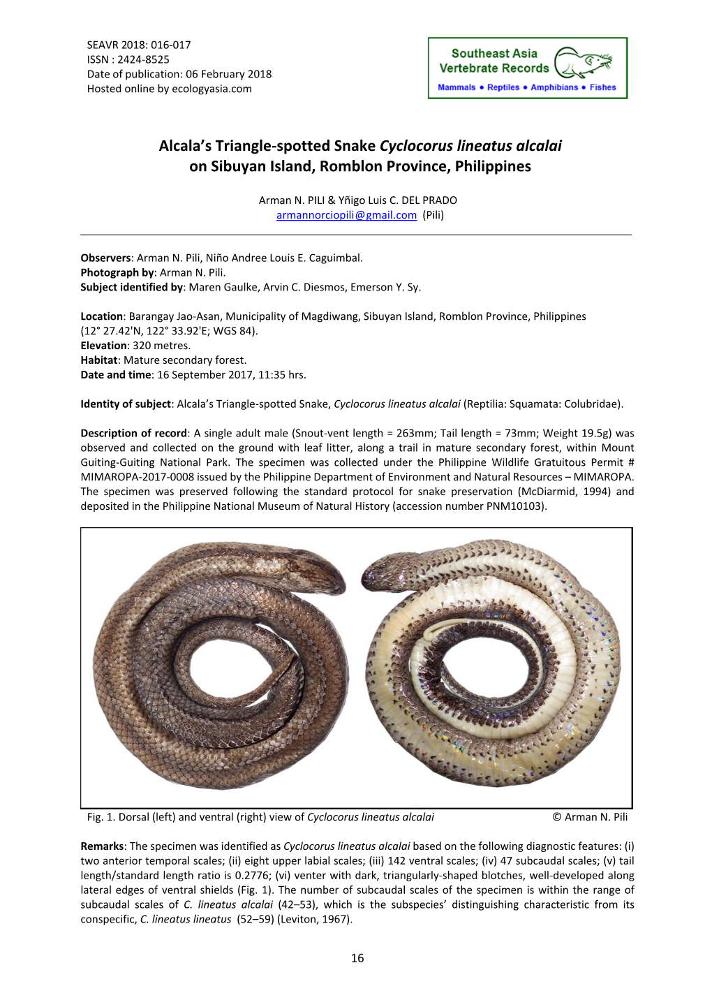 Alcala's Triangle-Spotted Snake Cyclocorus Lineatus Alcalai On