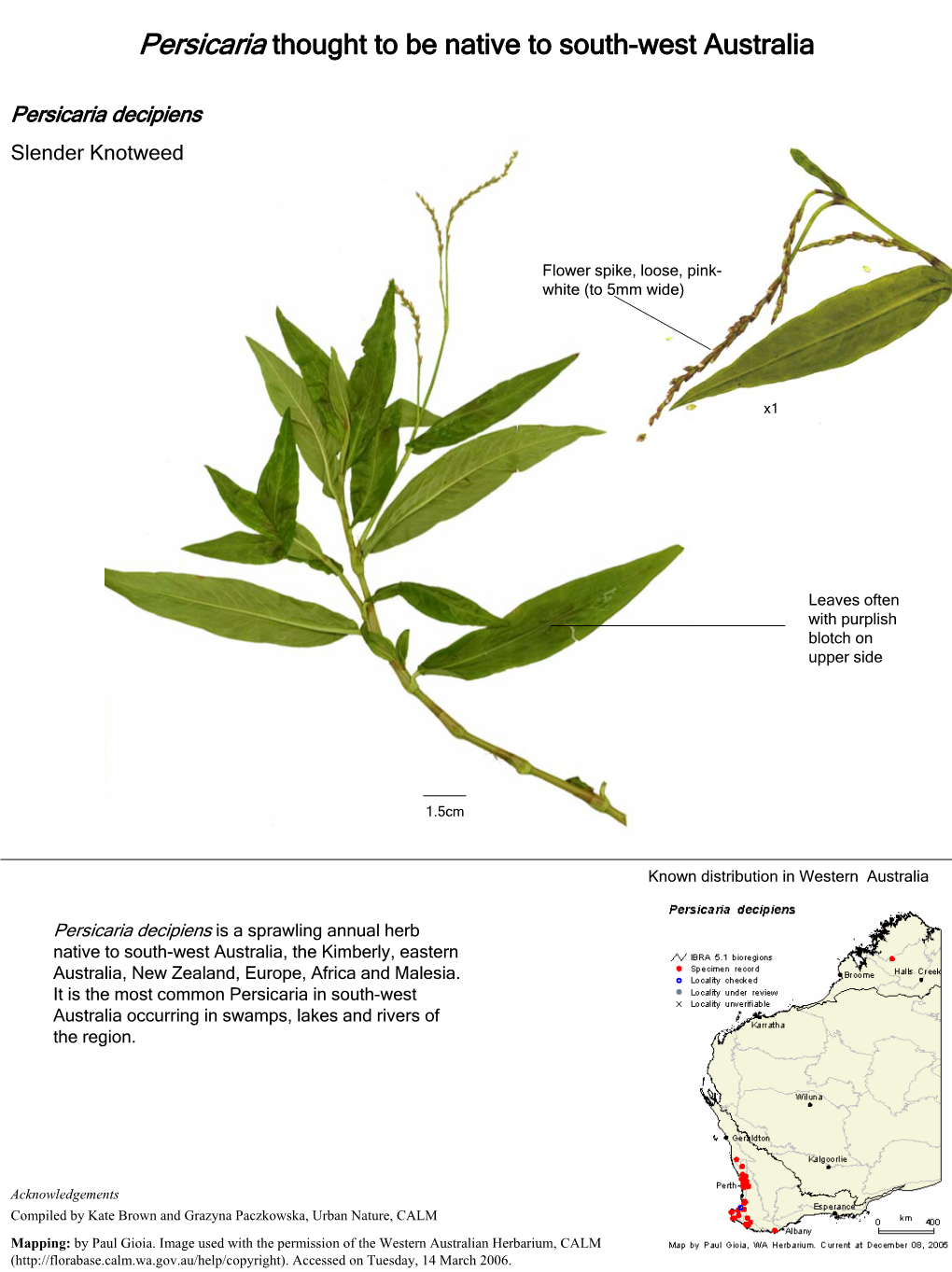 Persicaria Thought to Be Native to South-West Australia