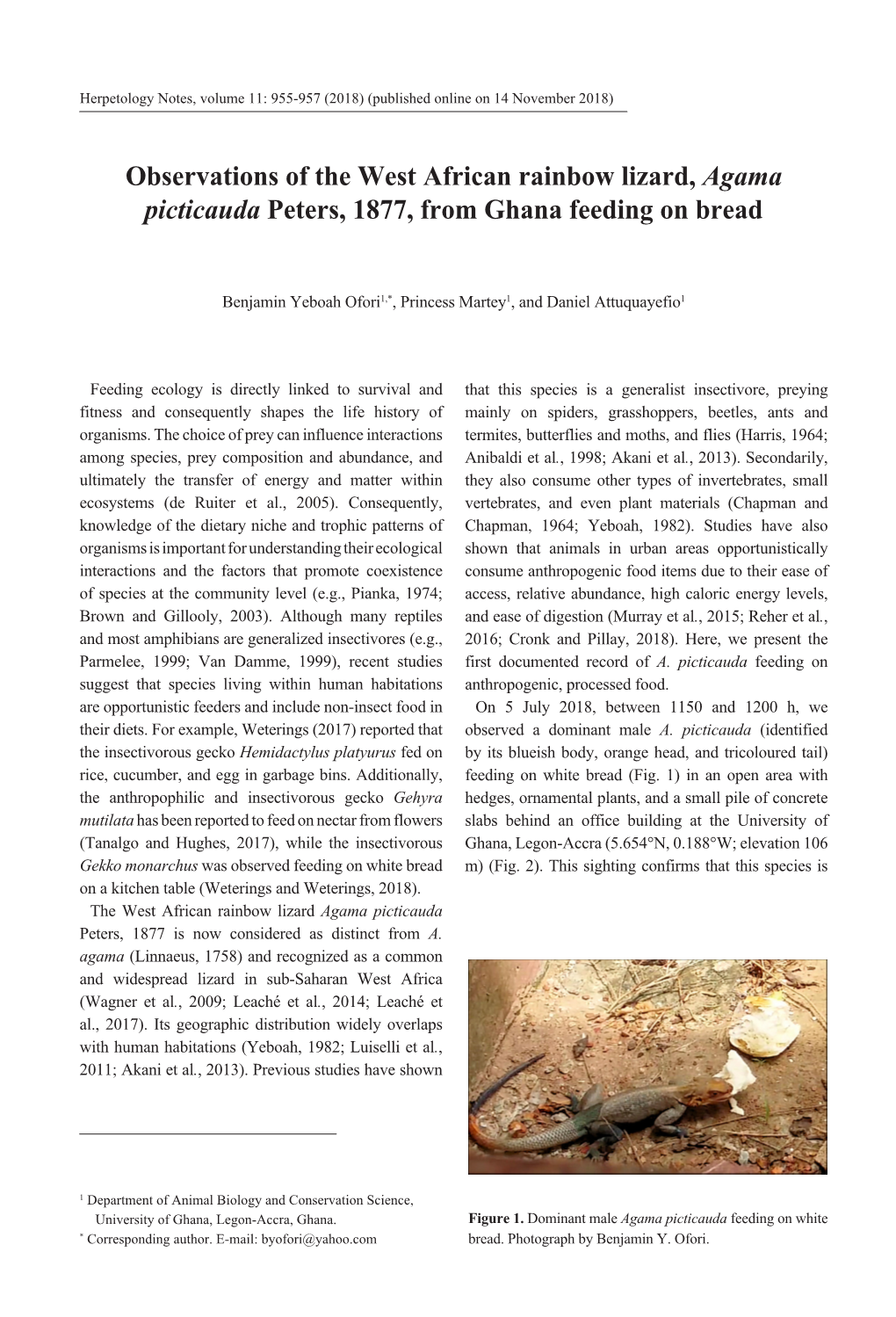 Observations of the West African Rainbow Lizard, Agama Picticauda Peters, 1877, Fro Hana Feedin on Bread