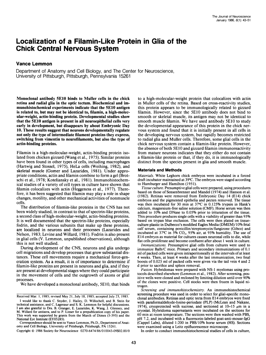 Localization of a Filamin-Like Protein in Glia of the Chick Central Nervous System