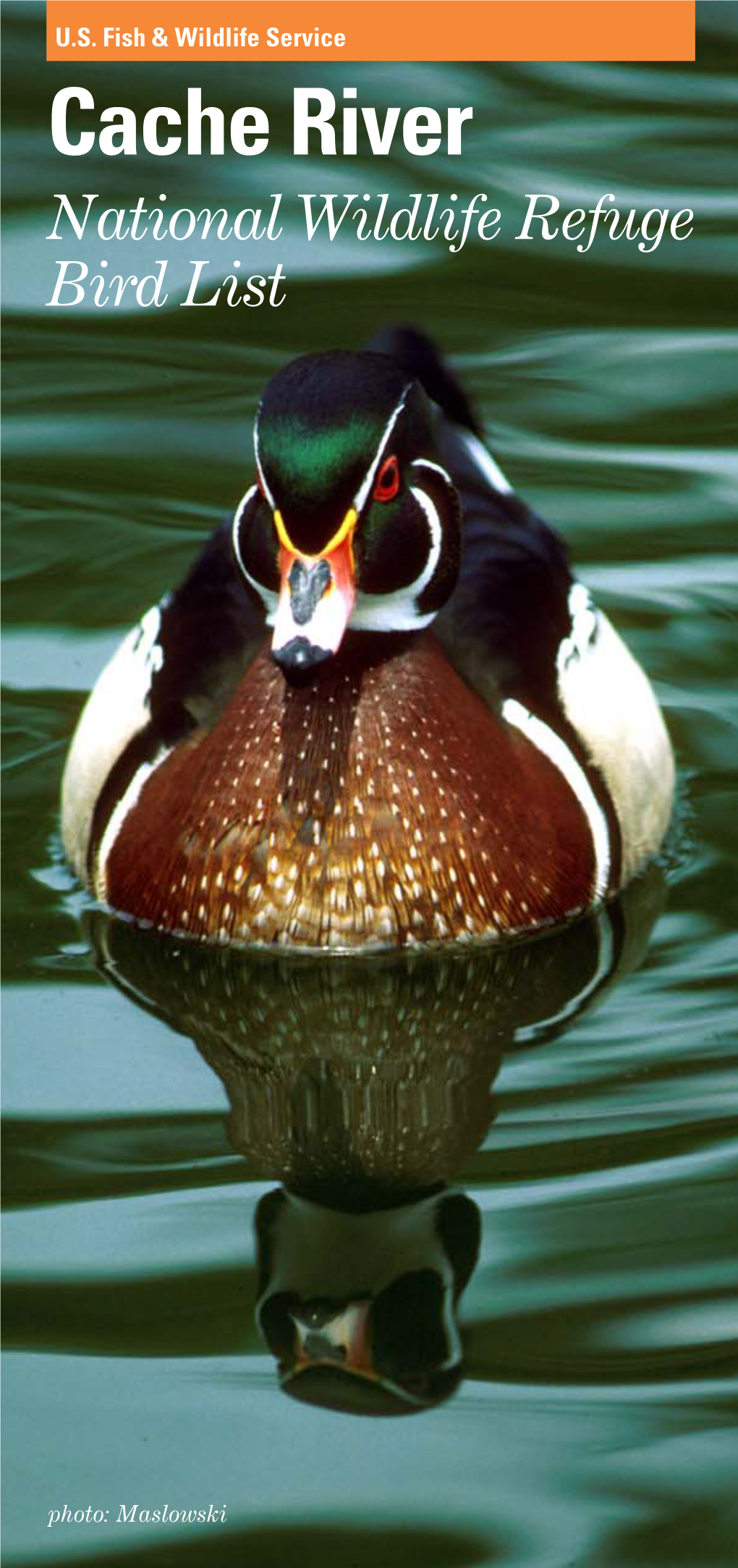 Cache River NWR Bird List