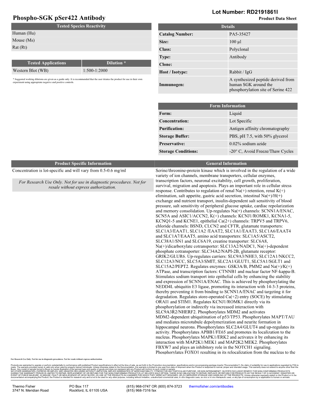 Phospho-SGK Pser422 Antibody