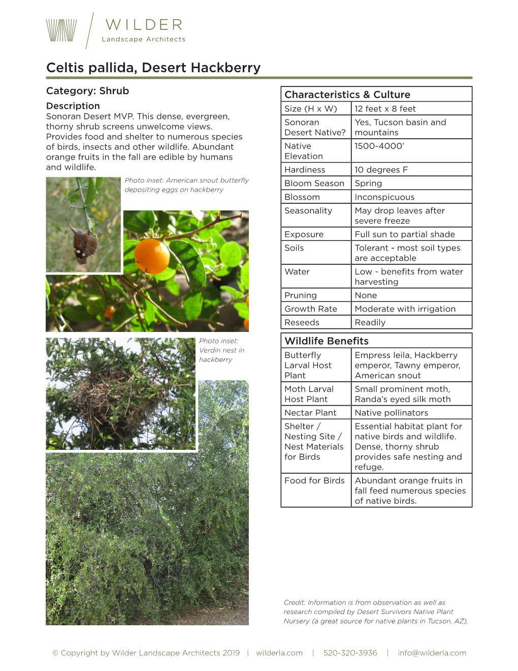 Celtis Pallida, Desert Hackberry