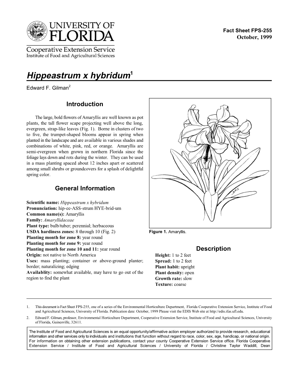 Hippeastrum X Hybridum1