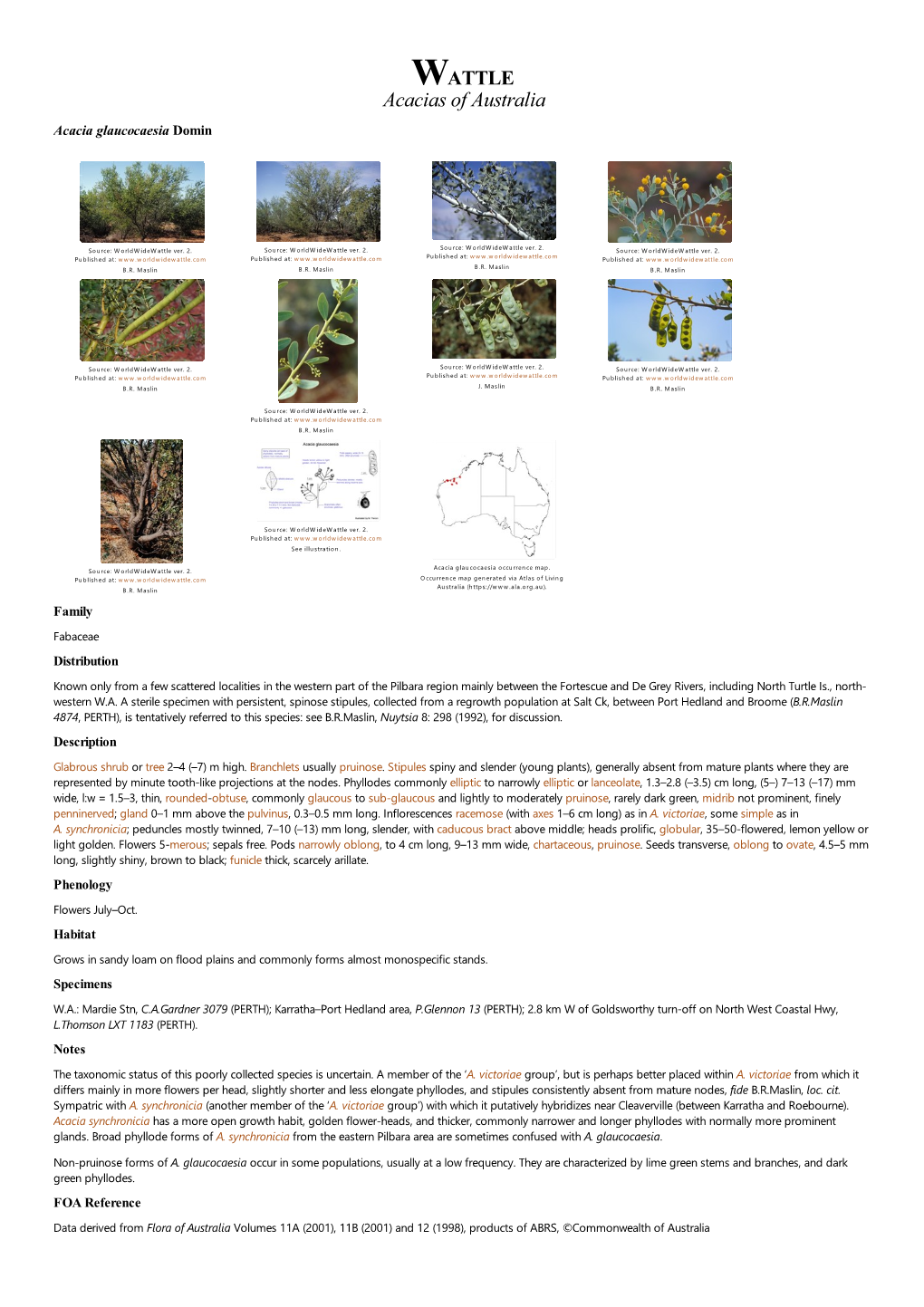 Acacia Glaucocaesia Domin