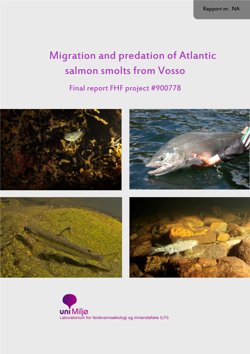 Migration and Predation of Atlantic Salmon Smolts from Vosso Final Report FHF Project #900778
