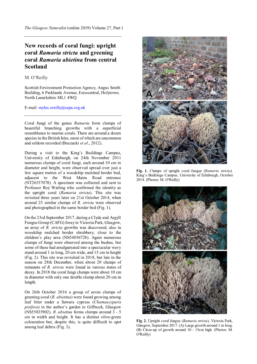 New Records of Coral Fungi: Upright Coral Ramaria Stricta and Greening Coral Ramaria Abietina from Central Scotland