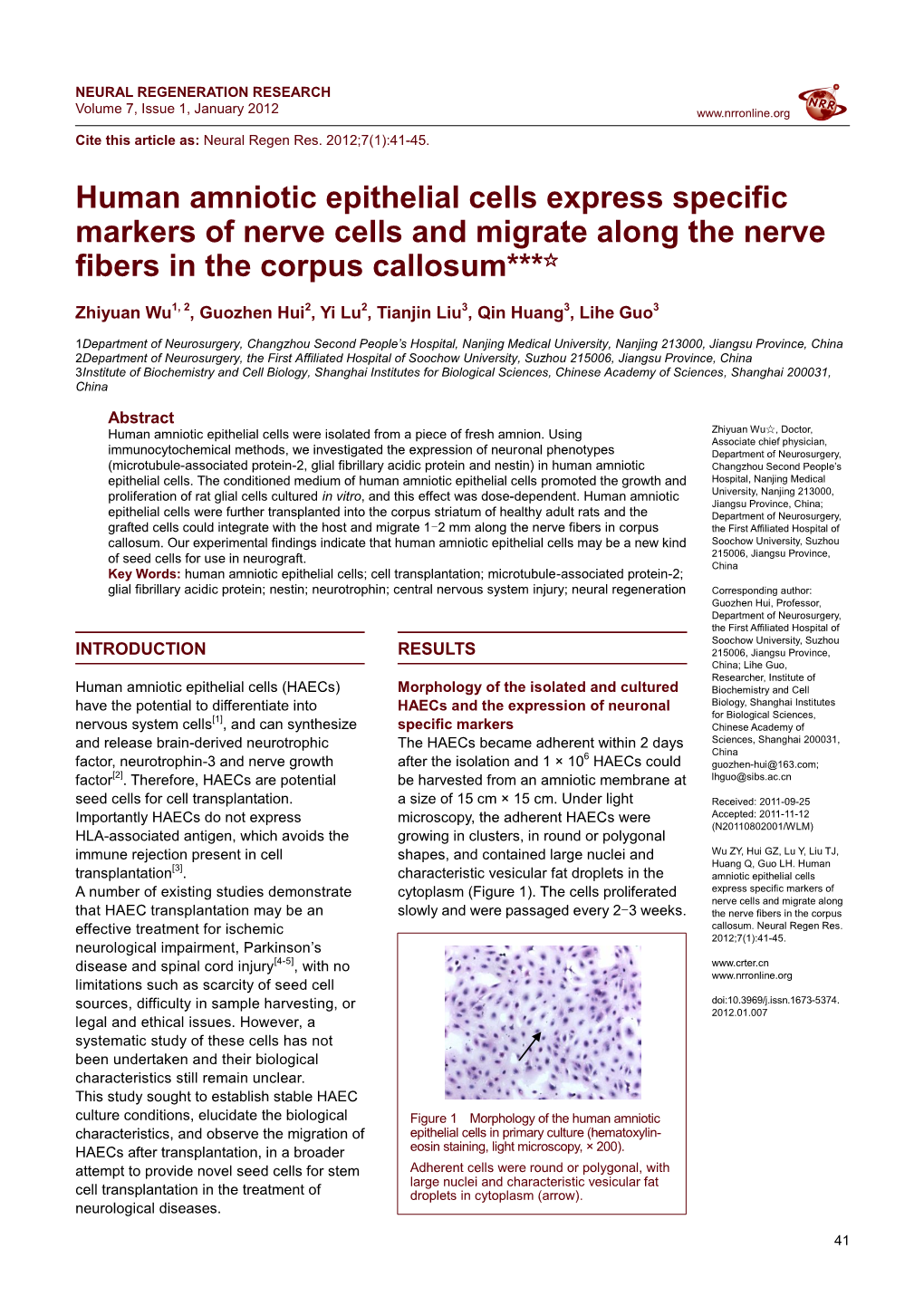 Human Amniotic Epithelial Cells Express Specific Markers of Nerve Cells and Migrate Along the Nerve Fibers in the Corpus Callosum***☆