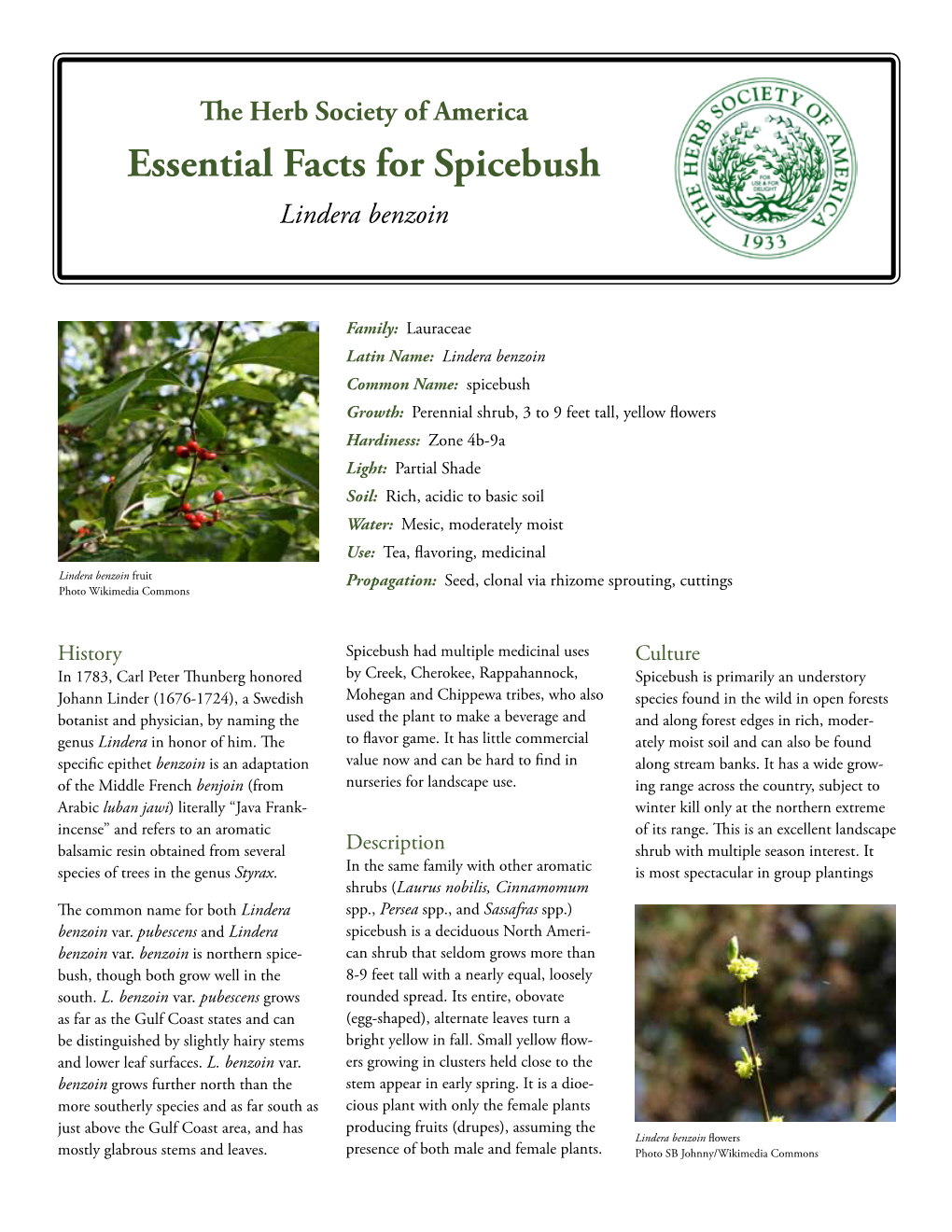 The Herb Society of America Essential Facts for Spicebush Lindera Benzoin