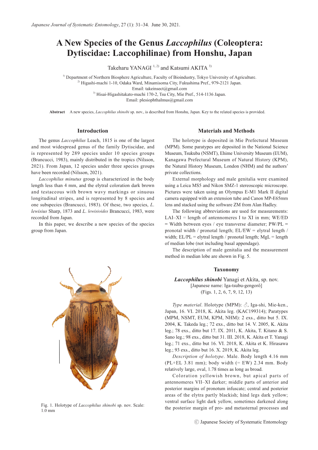 (Coleoptera: Dytiscidae: Laccophilinae) from Honshu, Japan