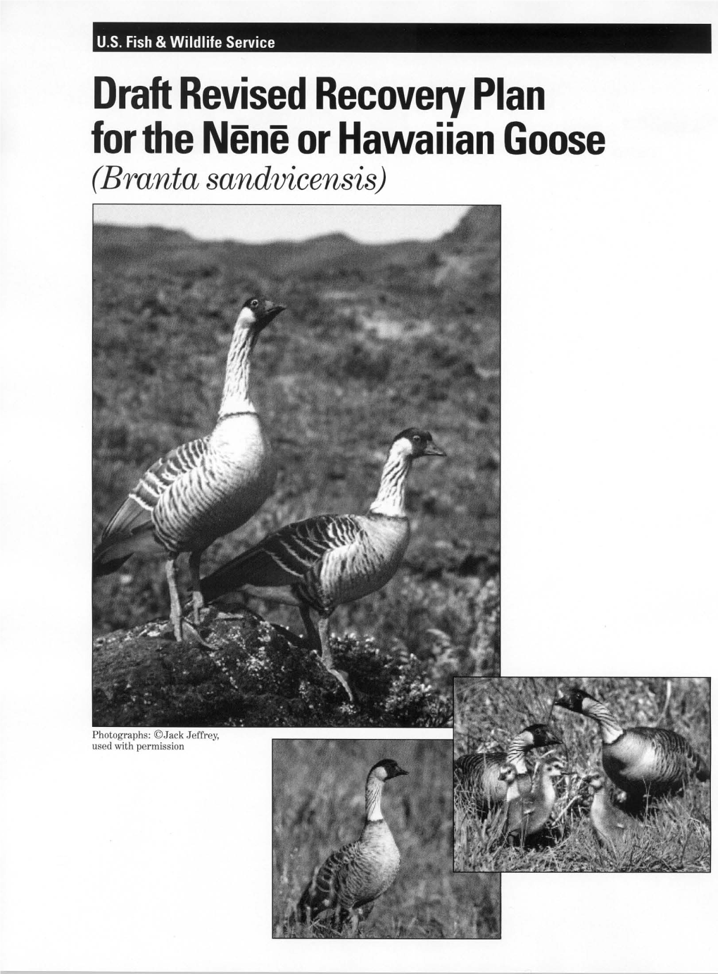 Draft Revised Recovery Plan for the N'n' Or Hawaiian Goose