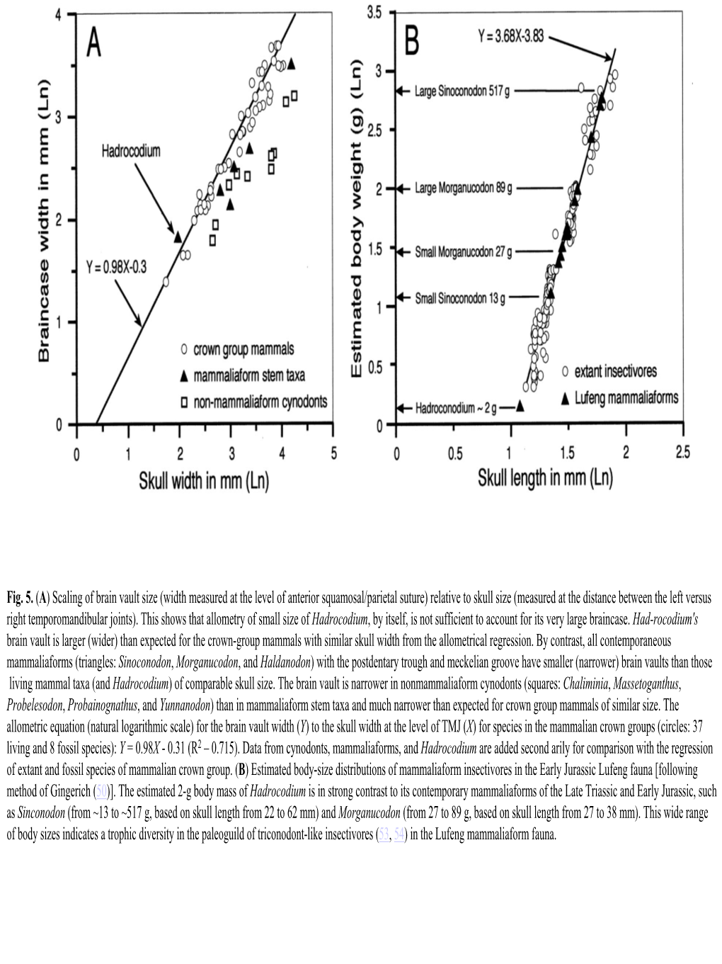 Width Measured at the Level of Anterior Squamosal/Parietal Suture