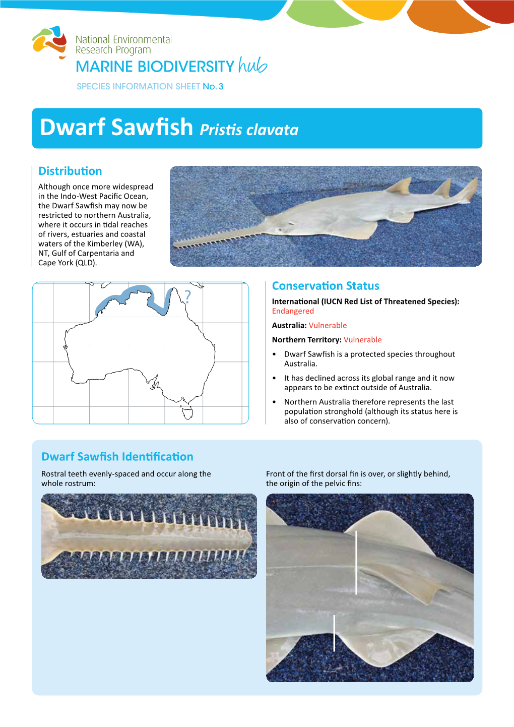 Dwarf Sawfish Pristis Clavata