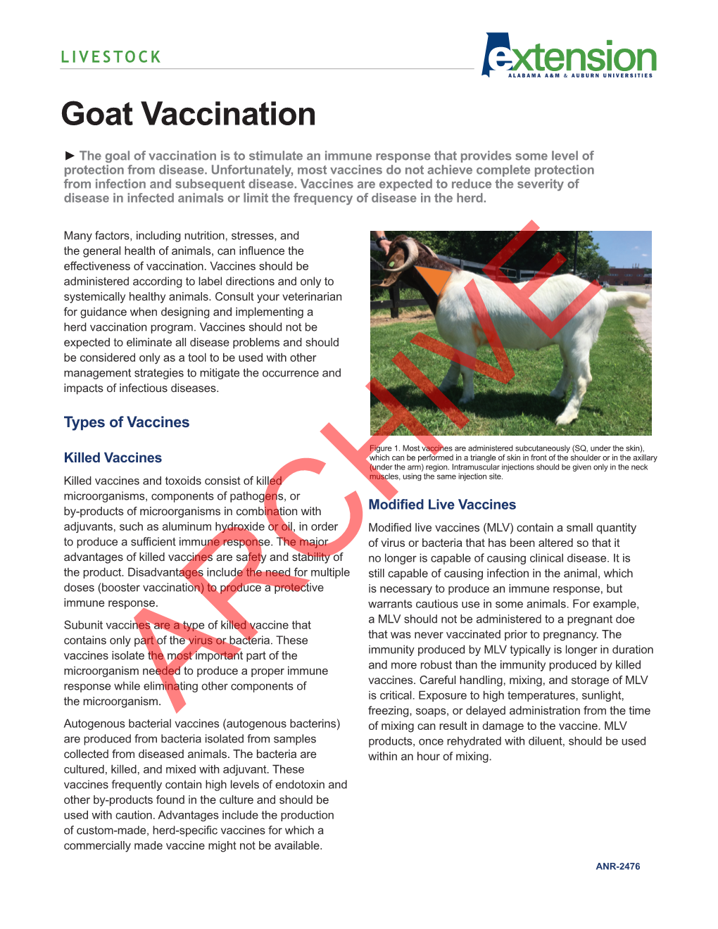 Goat Vaccination