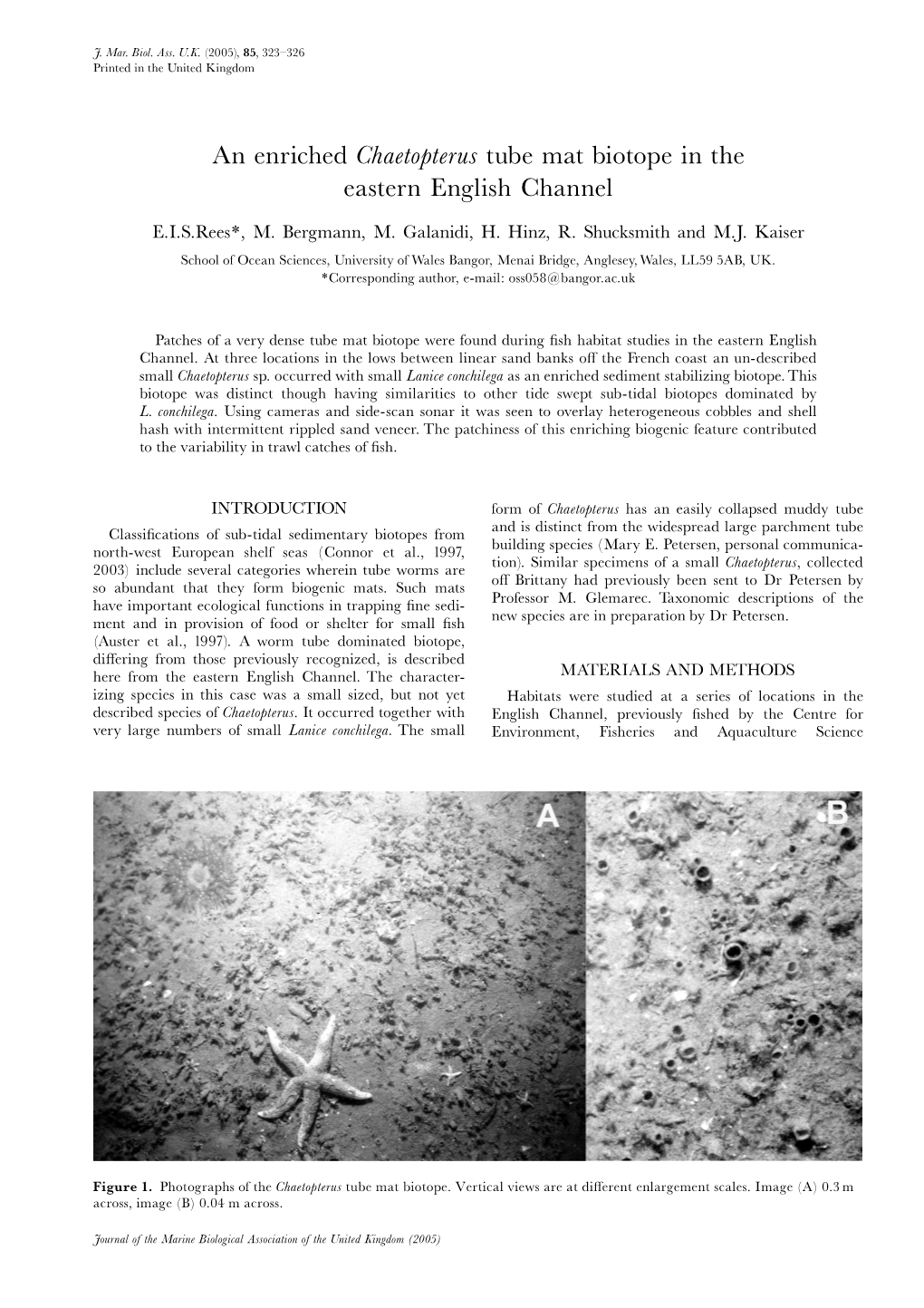 An Enriched Chaetopterus Tube Mat Biotope in the Eastern English Channel