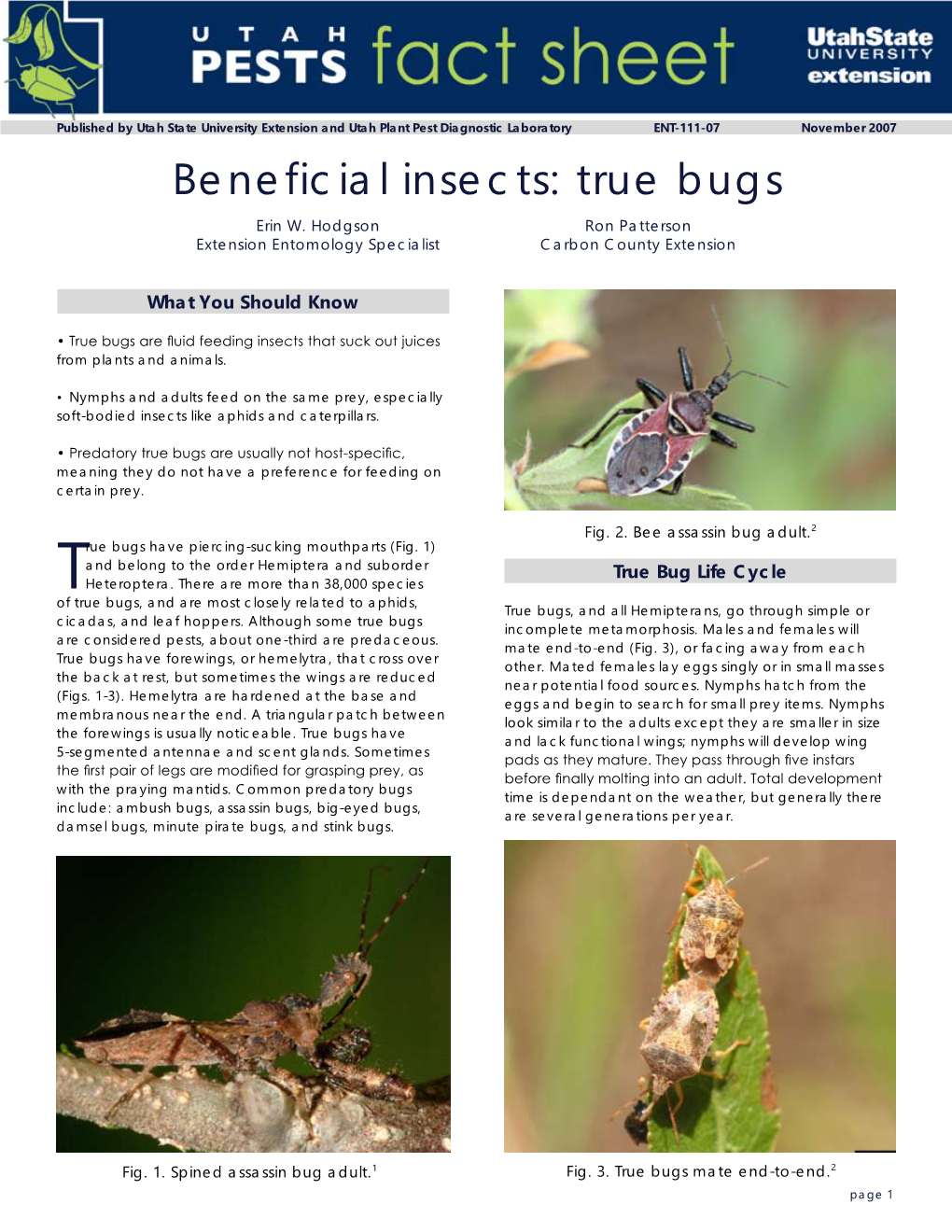 Beneficial Insects: True Bugs Erin W