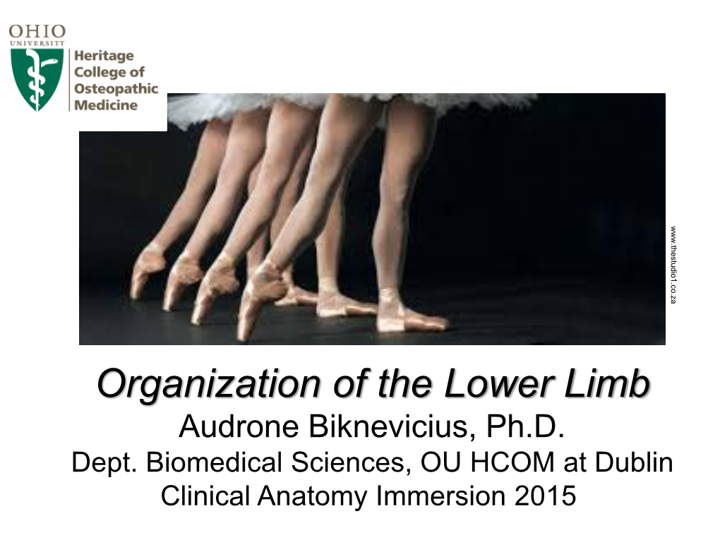 Organization of the Lower Limb Audrone Biknevicius, Ph.D