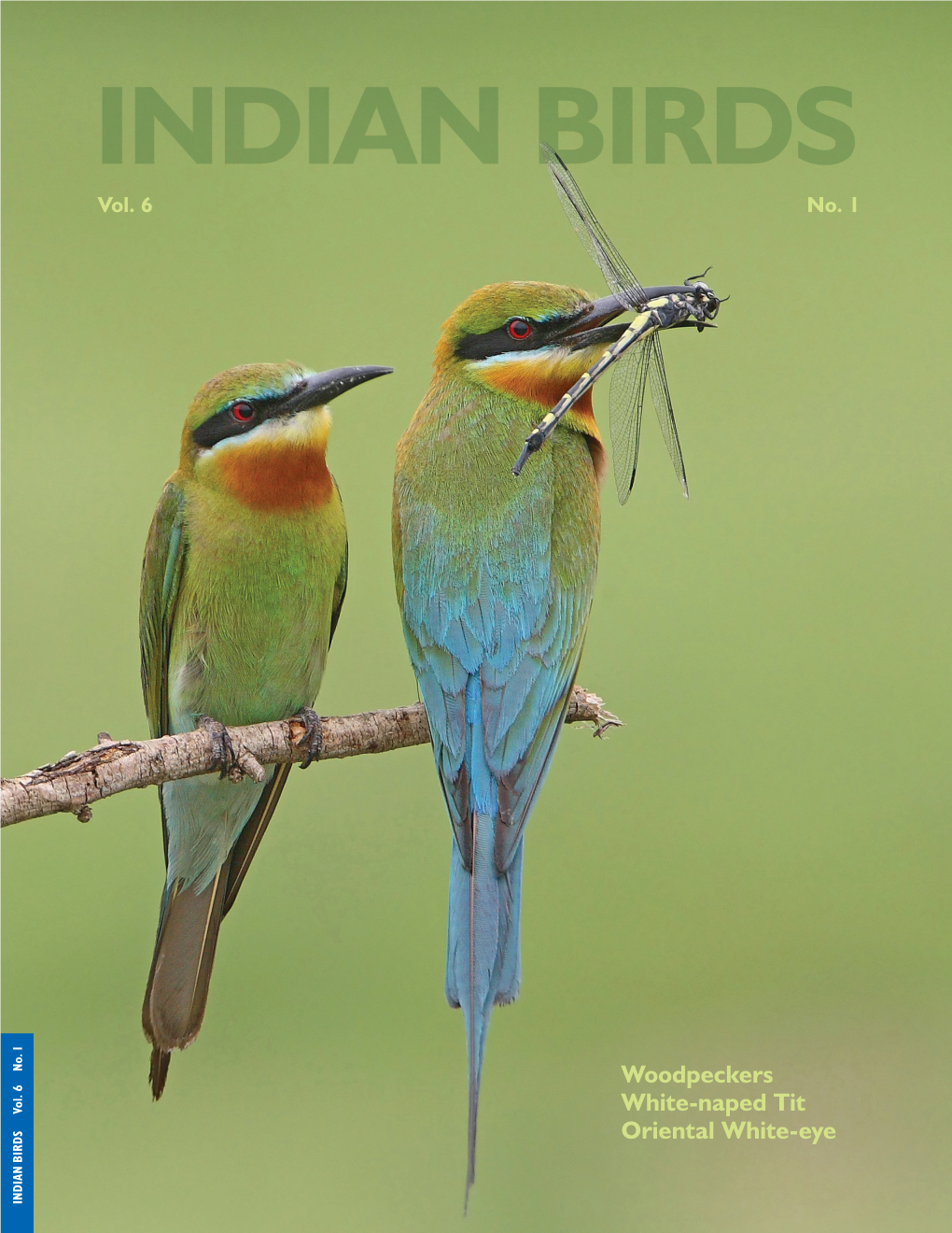 Woodpeckers White-Naped Tit Oriental White-Eye INDIAN BIRDS Vol