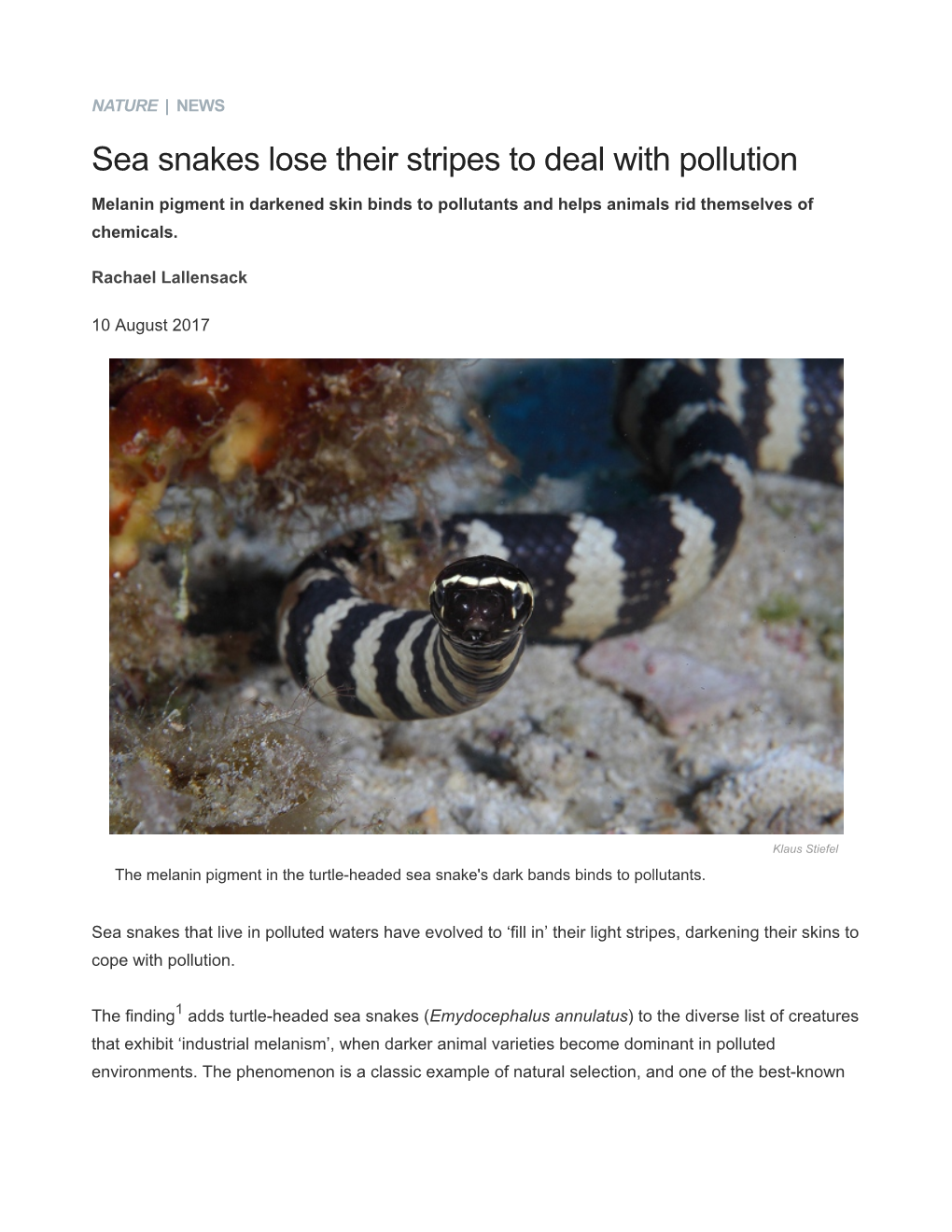 Sea Snakes Lose Their Stripes to Deal with Pollution : Nature News