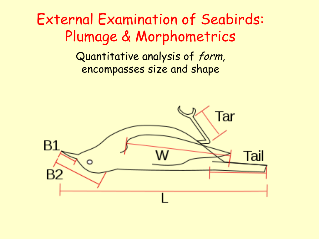 External Examination of Seabirds: Plumage & Morphometrics